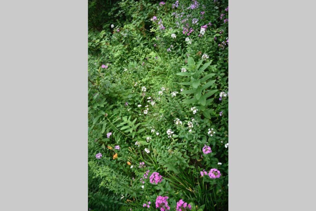 Fox Trot Cabin Meadows of Dan Esterno foto